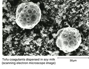 The image shows an electron microscope image of oil droplets encasing bittern (aqueous solution of magnesium chloride) (W/O emulsion) finely dispersed in soy milk.