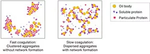 The images show the different aggregation states of proteins according to coagulation speed, and the difference in formation of a spread-out network.