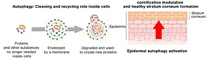 Conceptual image of technology to form healthy stratum corneum through autophagy activation