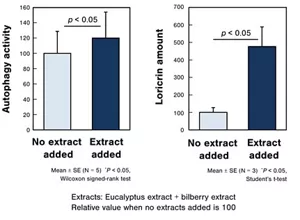 Figure 3, Confirmation of autophagy activation and increase in proteins associated with keratinization with the addition of eucalyptus extract and bilberry extract to keratinocytes