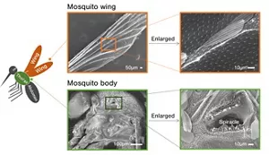 Figure.1, Enlarged images of the wing and body of a mosquito, which are covered with a hydrophobic substance and fine structures.