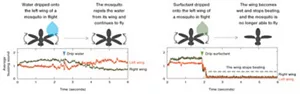 Figure.3, Comparison of flight behavior when a mosquito’s wing is wetted with water and with a surfactant solution. When an aqueous surfactant solution is dripped onto the wing, the solution wet a mosquito wing and the mosquito cannot move their wings.