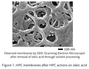 Figure.1 SEM (Scanning Electron Microscope) image of HPC membrane after oleic acid treatment. Observation of membrane after oleic acid removal by solvent treatment.