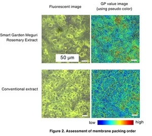 Figure 2. Assessment of membrane packing order 