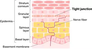 Figure 2. A cross-sectional diagram of the epidermis in healthy skin, showing the distribution of nerves. From the skin surface downwards, the epidermis comprises the stratum corneum, the granular layer, the spinous layer, the basal layer, and the basement membrane. Tight junctions are present in the granular layer, and keep the nerve fibers to the inner side of the tight junctions.