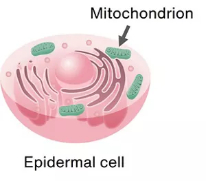 A diagram showing mitochondria inside an epidermal cell