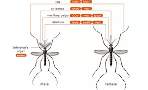 Illustration of the sensory organs of mosquitoes and the sensations they perceive. The leg for taste and touch. The antennae for smell and temperature. The maxillary palps for carbon dioxide, temperature, and touch. The Labellum for taste, smell, and temperature. The Johnston's organ for sound.