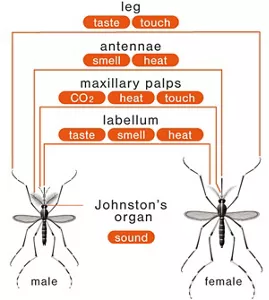 Illustration of the sensory organs of mosquitoes and the sensations they perceive. The leg for taste and touch. The antennae for smell and temperature. The maxillary palps for carbon dioxide, temperature, and touch. The Labellum for taste, smell, and temperature. The Johnston's organ for sound.