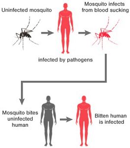 Kao Mosquito borne Infectious Diseases