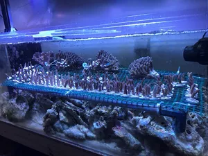 Alternative text: Corals being reared for testing use in a tank owned by the University of Tokyo Atmosphere and Ocean Research Laboratories