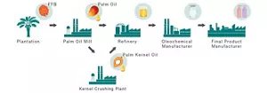 Diagram showing the palm oil supply chain. Fresh Fruit Bunch harvested from palm plantations are pressed for oil at palm oil mills and kernel crushing plant.  The oil is then processed in refinery and oleochemical plants for use in final products.