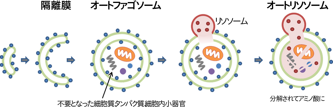 花王 ヒト皮膚組織のオートファジー活性を定量化 加齢や光老化でオートファジー活性が低下することを発見