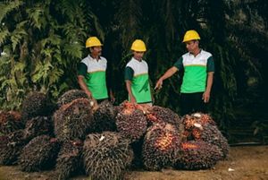 花王 | 花王、インドネシアの小規模パーム農園を対象にグリーバンス