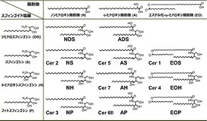セラミドには複数の分子構造グループがあり、その代表的な種類を示した図