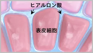 図1表皮におけるヒアルロン酸