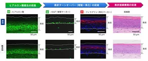 新誘導体を添加した際の表皮組織構築の促進を示す画像。