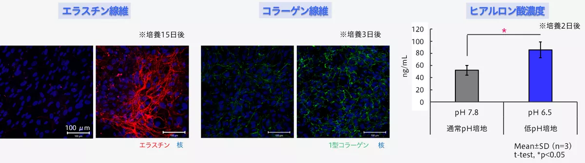 図2　真皮の低pH環境がECM（エラスチン線維、コラーゲン線維、ヒアルロン酸濃度）産生に与える影響