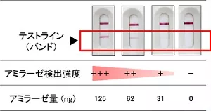 イムノクロマト法を用いてアミラーゼ量を視覚的に判別できることを表した図