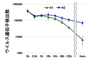 唾液飛沫中のウイルスの残存期間を2週間調査した結果。