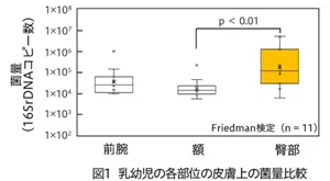 乳幼児の臀部の皮膚に存在する菌の菌量は前腕や額と比べて多いことがわかりました。