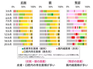 乳幼児の臀部にいる菌のうち、腸内細菌が占める割合は前腕や額と比べて多く、その傾向は月齢が下がるほど強くなりました。