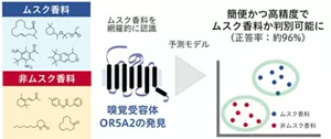 ムスク香料を網羅的に認識する嗅覚受容体OR5A2を発見し、ある物質がムスク香料かを簡便かつ高精度に判別することが可能になりました。