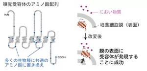 ヒトの嗅覚受容体のアミノ酸配列を多くの生物種に共通のアミノ酸に置き換えることで、培養細胞の膜の表面に受容体が発現することに成功しました。