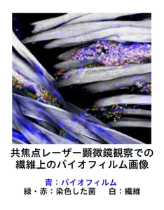 共焦点レーザー顕微鏡観察での繊維上のバイオフィルム画像