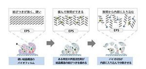 花王 | 落としきれずに肥大化した衣類のバイオフィルム新洗浄技術を