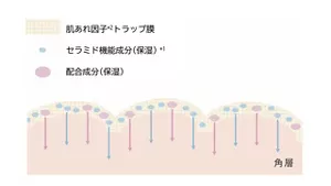 幸せ肌塗膜技術「フュージョニングテクノロジー」のイメージ図