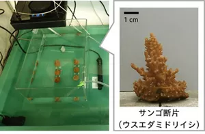 図1. サンゴの試験水槽と、試験に用いたサンゴの断片の様子