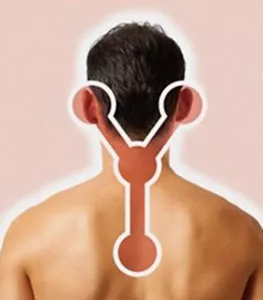 人の背面の画像を用いてYゾーンを表す図