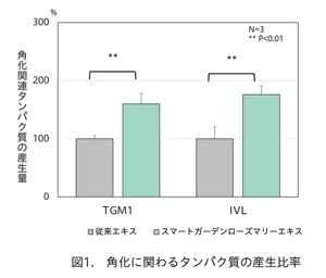 図1　角化に関わるタンパク質の産生比率