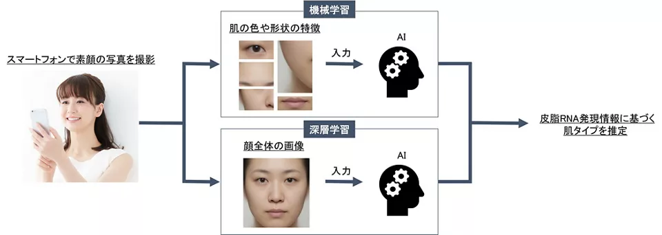 顔画像から皮脂RNA発現情報に基づく肌タイプを推定するモデルの説明図。スマートフォンで素顔の写真を撮影すると、肌の色や形状の特徴から推定する機械学習モデルと、顔全体の画像から推定する深層学習モデルを組み合わせたAIモデルにより、皮脂RNA発現情報に基づく肌タイプを推定します。