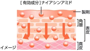 有効成分ナイアシンアミドの浸透する様子の模式図
