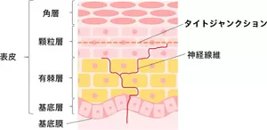 図2. 健常肌における表皮の断面図と神経分布のイメージ。肌の表面から順に、角層・顆粒層・有棘層・基底層・基底膜で構成。タイトジャンクションは顆粒層に存在し、その内側にタイトジャンクションを保持する。