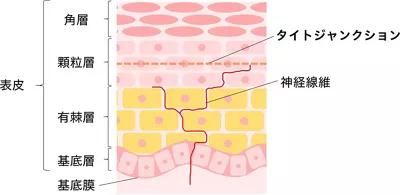 図2. 健常肌における表皮の断面図と神経分布のイメージ。肌の表面から順に、角層・顆粒層・有棘層・基底層・基底膜で構成。タイトジャンクションは顆粒層に存在し、その内側にタイトジャンクションを保持する。