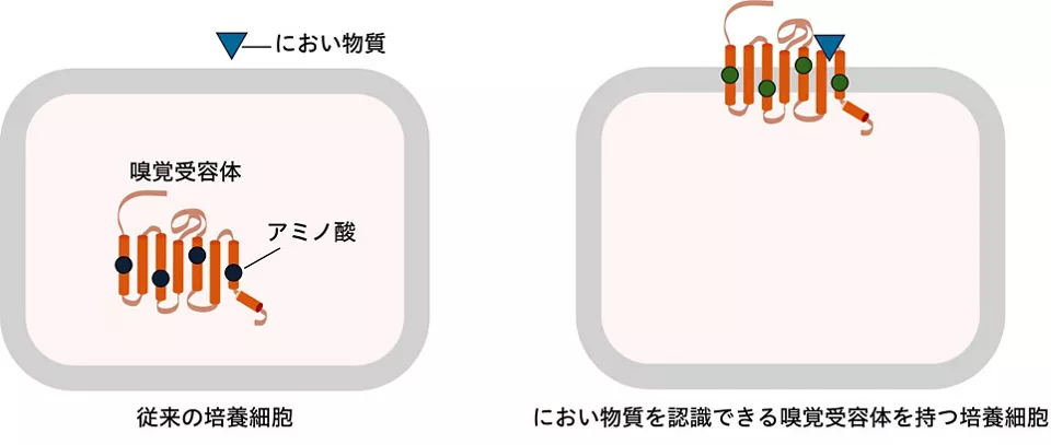アミノ酸の置き換えに伴う嗅覚受容体の培養細胞での存在場所の違いを示す図
