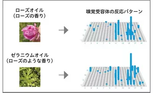 ScentVista 400を用いて、嗅覚受容体がにおい物質に対してどのように反応するのか調べた結果を示す図。異なる香料でも嗅覚受容体の反応パターンが似ている例と、同じにおい物質でも濃度によって嗅覚受容体の反応パターンが異なる例を示す。