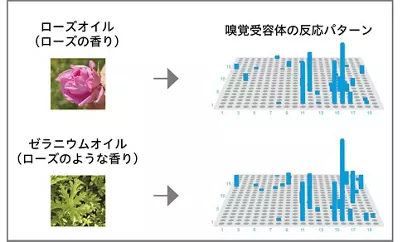 ScentVista 400を用いて、嗅覚受容体がにおい物質に対してどのように反応するのか調べた結果を示す図。異なる香料でも嗅覚受容体の反応パターンが似ている例と、同じにおい物質でも濃度によって嗅覚受容体の反応パターンが異なる例を示す。