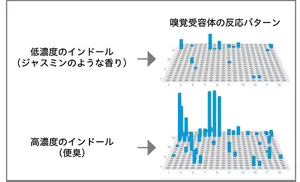 ScentVista 400を用いて、嗅覚受容体がにおい物質に対してどのように反応するのか調べた結果を示す図。異なる香料でも嗅覚受容体の反応パターンが似ている例と、同じにおい物質でも濃度によって嗅覚受容体の反応パターンが異なる例を示す。