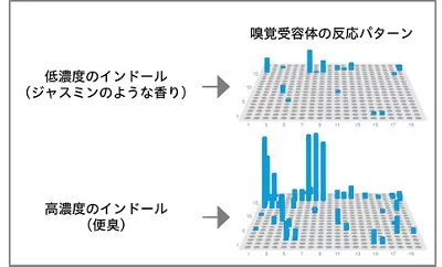 ScentVista 400を用いて、嗅覚受容体がにおい物質に対してどのように反応するのか調べた結果を示す図。異なる香料でも嗅覚受容体の反応パターンが似ている例と、同じにおい物質でも濃度によって嗅覚受容体の反応パターンが異なる例を示す。