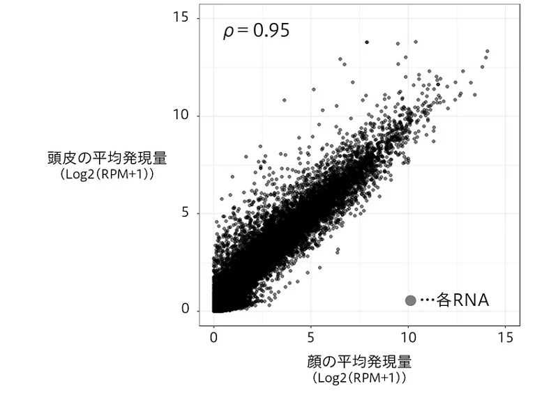 顔と頭皮の皮脂RNA発現パターンの類似性を示した図