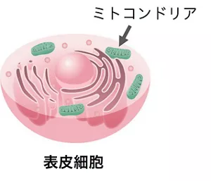 表皮細胞内のミトコンドリア（イメージ図）