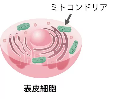 表皮細胞内のミトコンドリア（イメージ図）