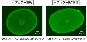 花王 | ヘアカラー後に実感するダメージのしくみを世界で初めて*1 解明
