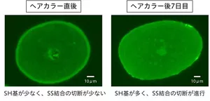 毛髪内部を蛍光顕微鏡で観察した写真。ヘアカラー直後はSS結合の切断が少なく、ヘアカラー後7日目はSS結合の切断が進行している様子を示している。