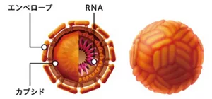 デングウイルスの模式図。RNAがタンパク質が集まってできたカプシドに包まれ、さらにエンベロープ膜に包まれた構造。