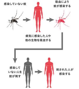 花王 | 蚊が媒介する感染症