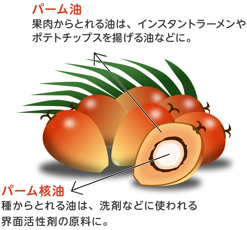 Images of パーム油 JapaneseClass.jp